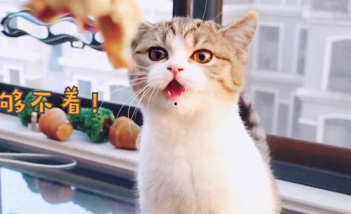 娱乐吃瓜酱小猫咪,揭秘娱乐圈那些不为人知的幕后故事